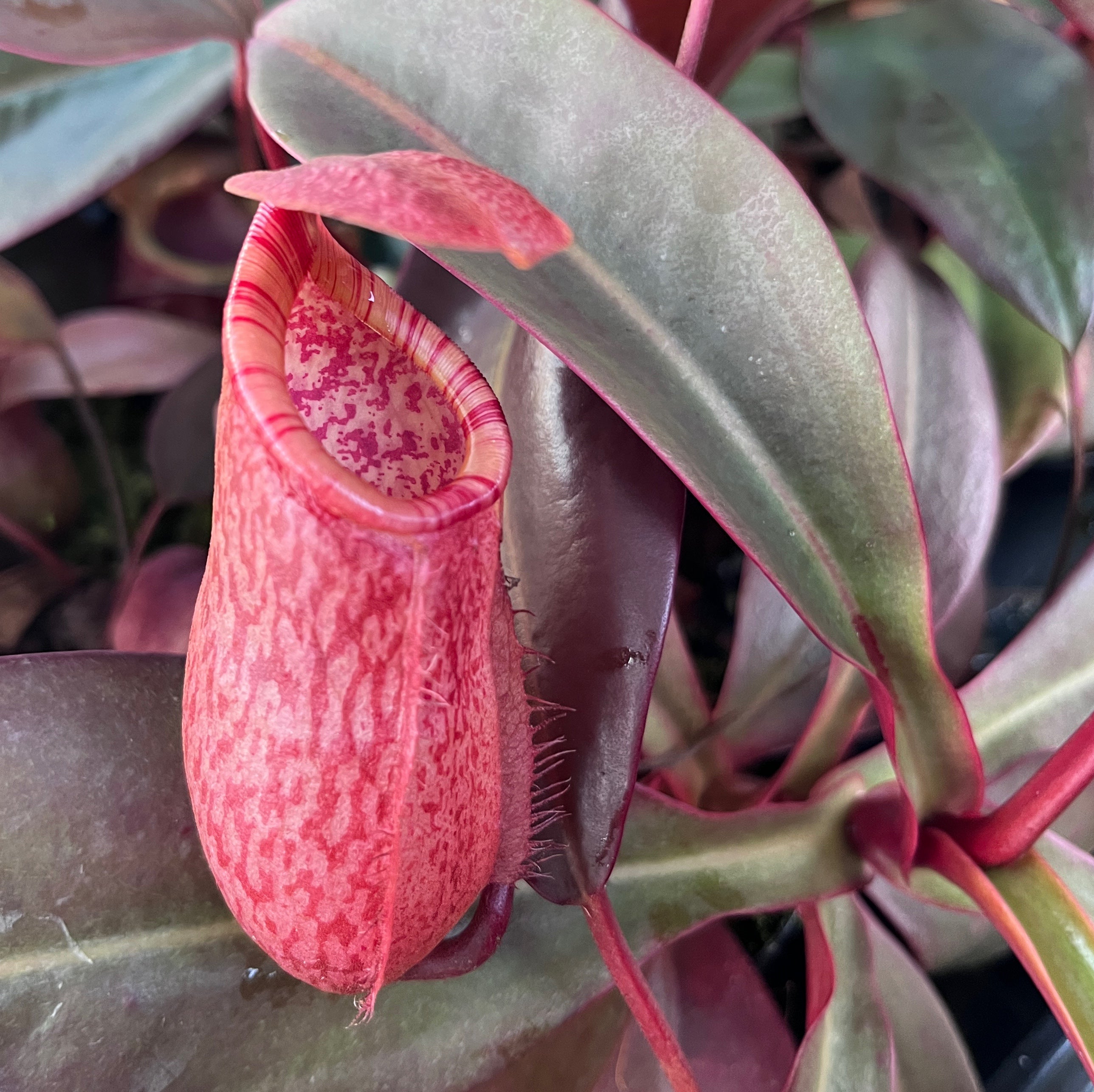 Nepenthes sibuyanensis x peltata BE-4532