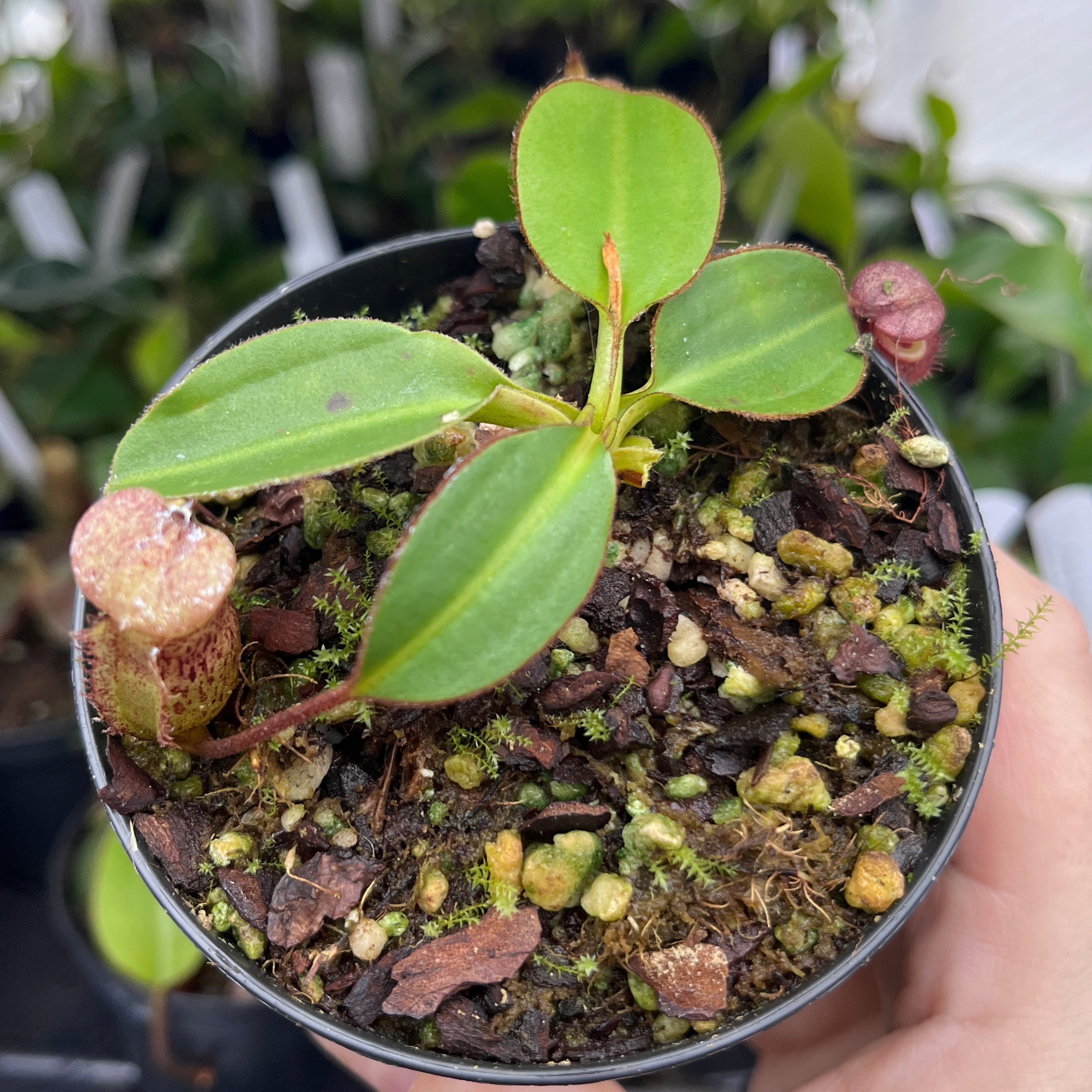 Nepenthes rajah x burbidgeae BE-4612