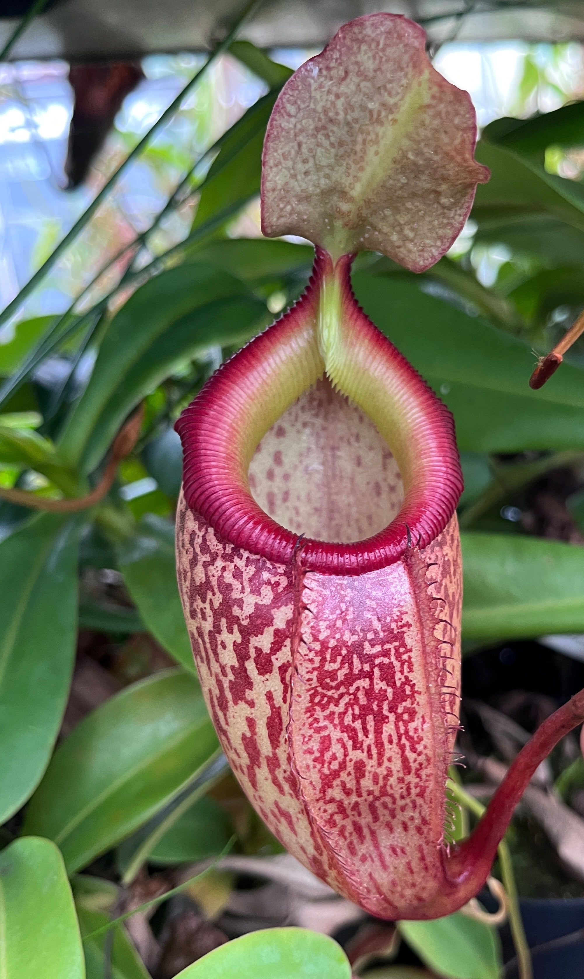 Nepenthes talangensis x sibuyanensis BE-3641