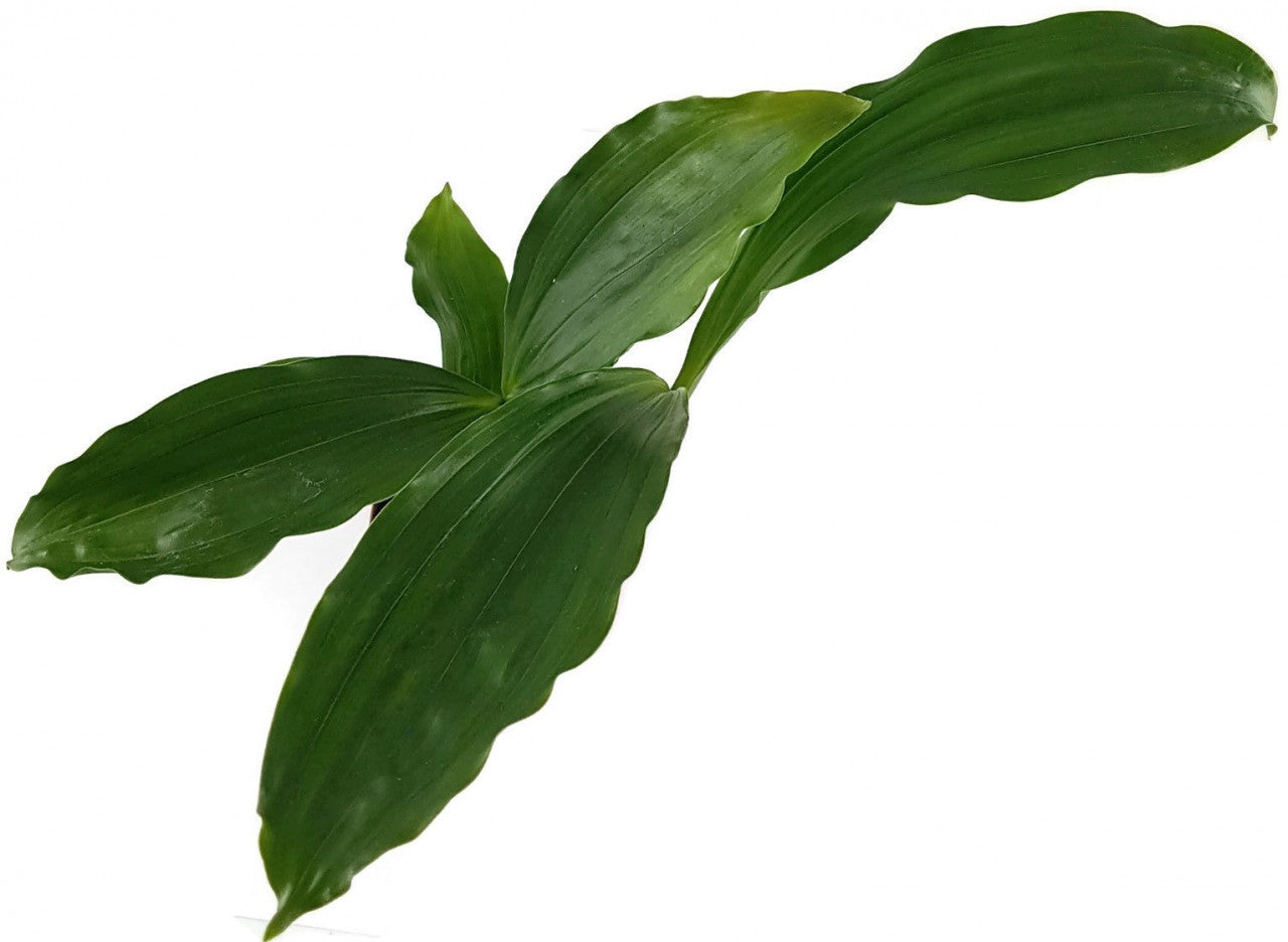 Pholidota chinensis - Orchidee