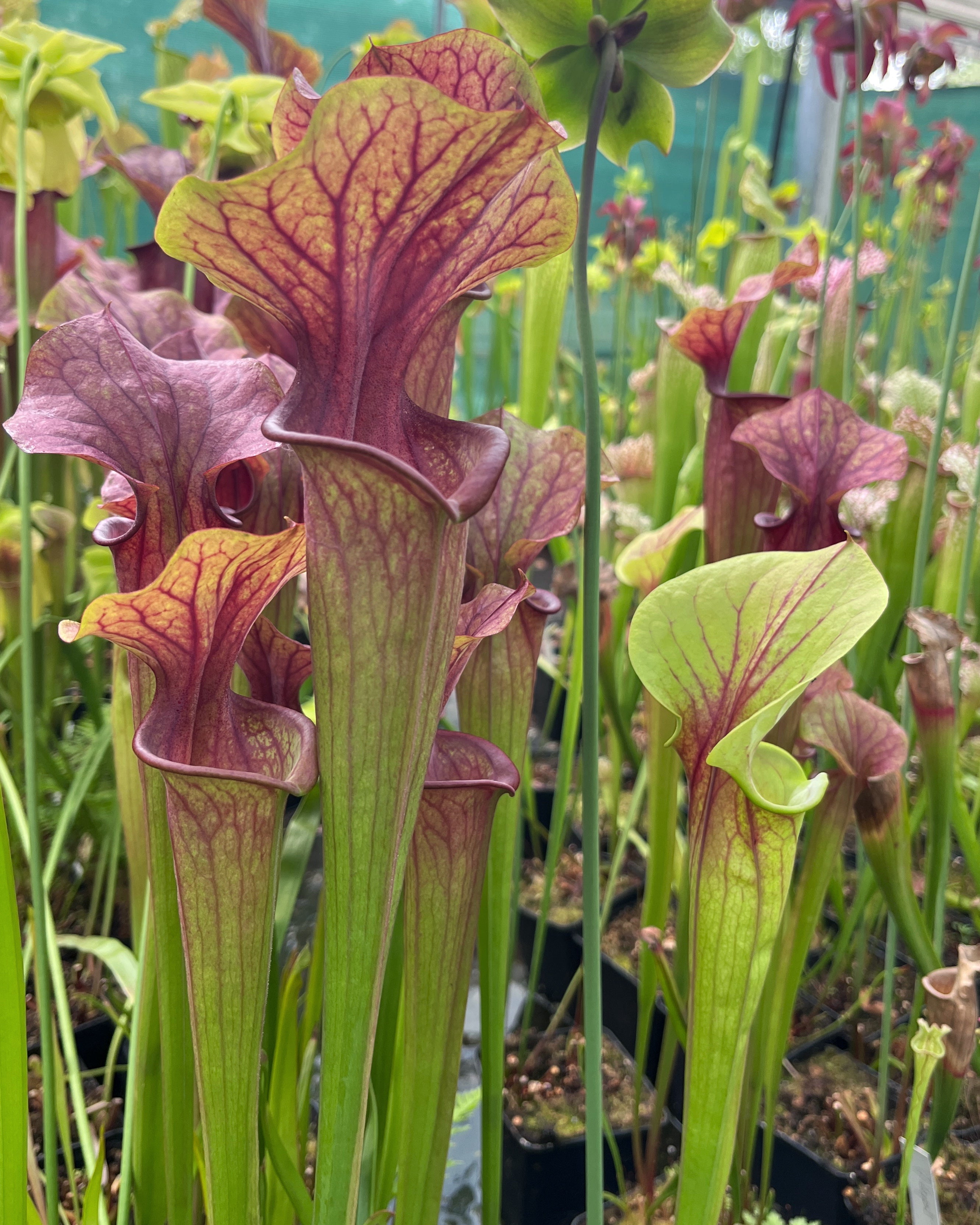 Sarracenia "Tygo"