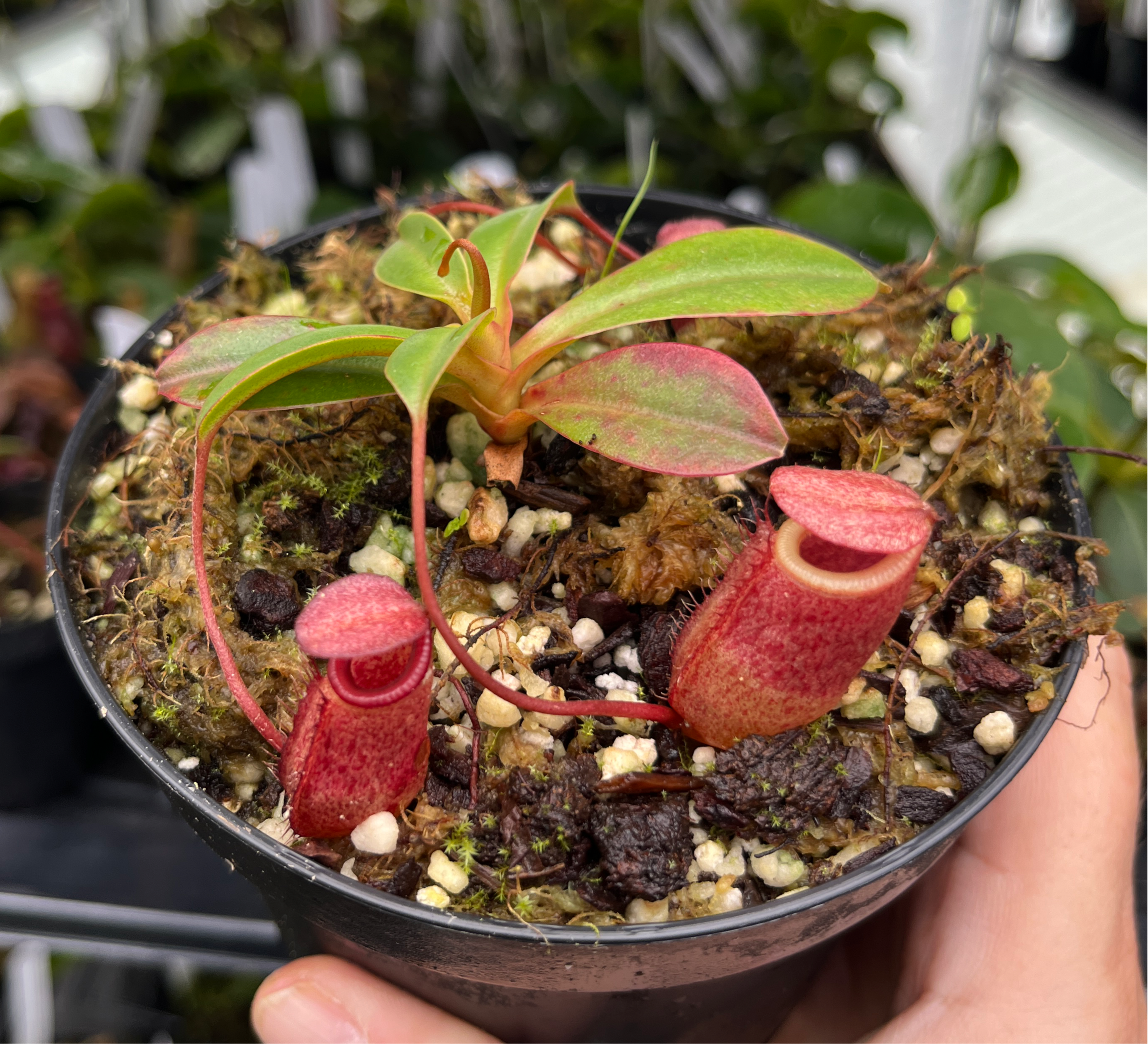 Nepenthes sibuyanensis x attenboroughii BE-4579