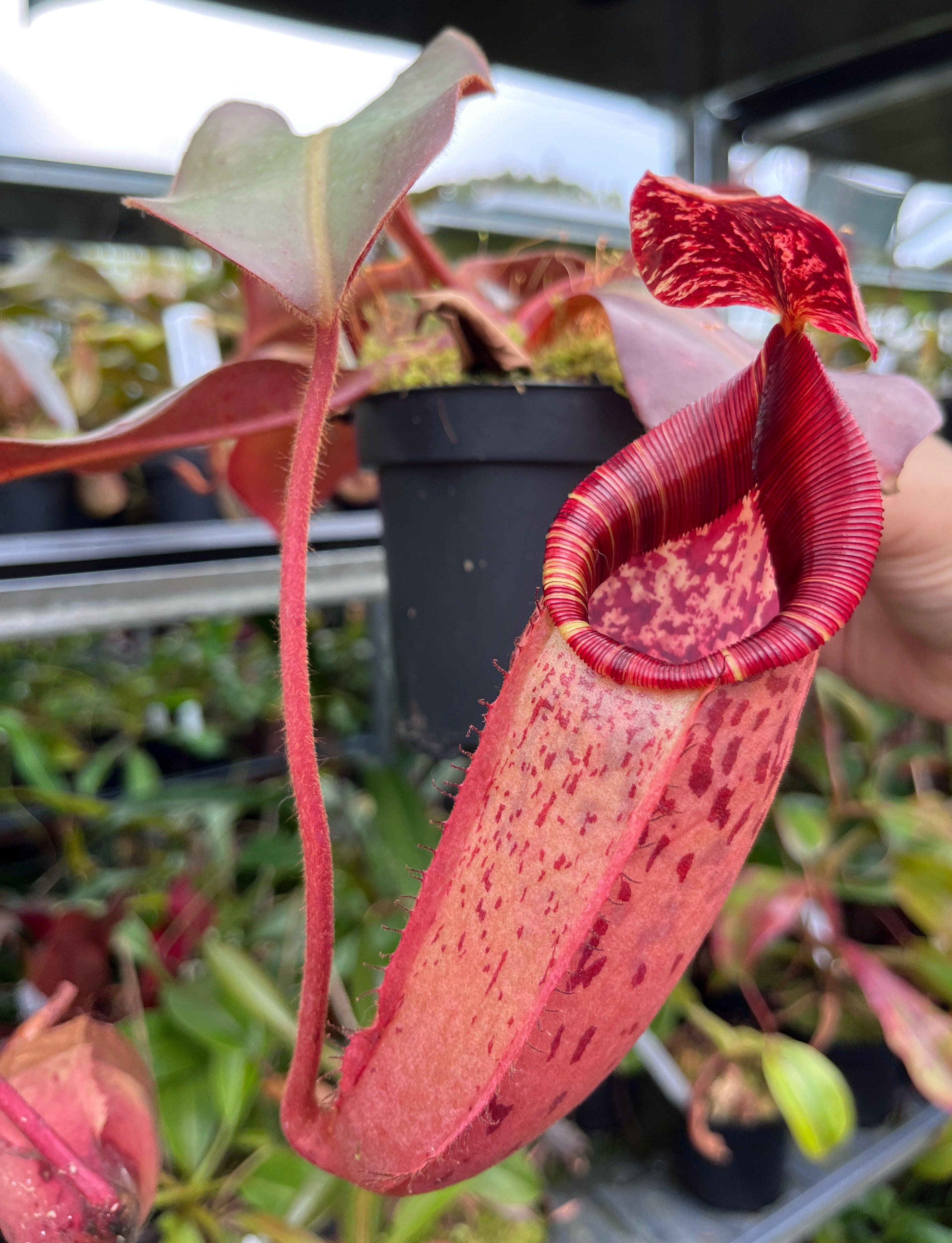 Nepenthes peltata x (veitchii x lowii) BE-4516