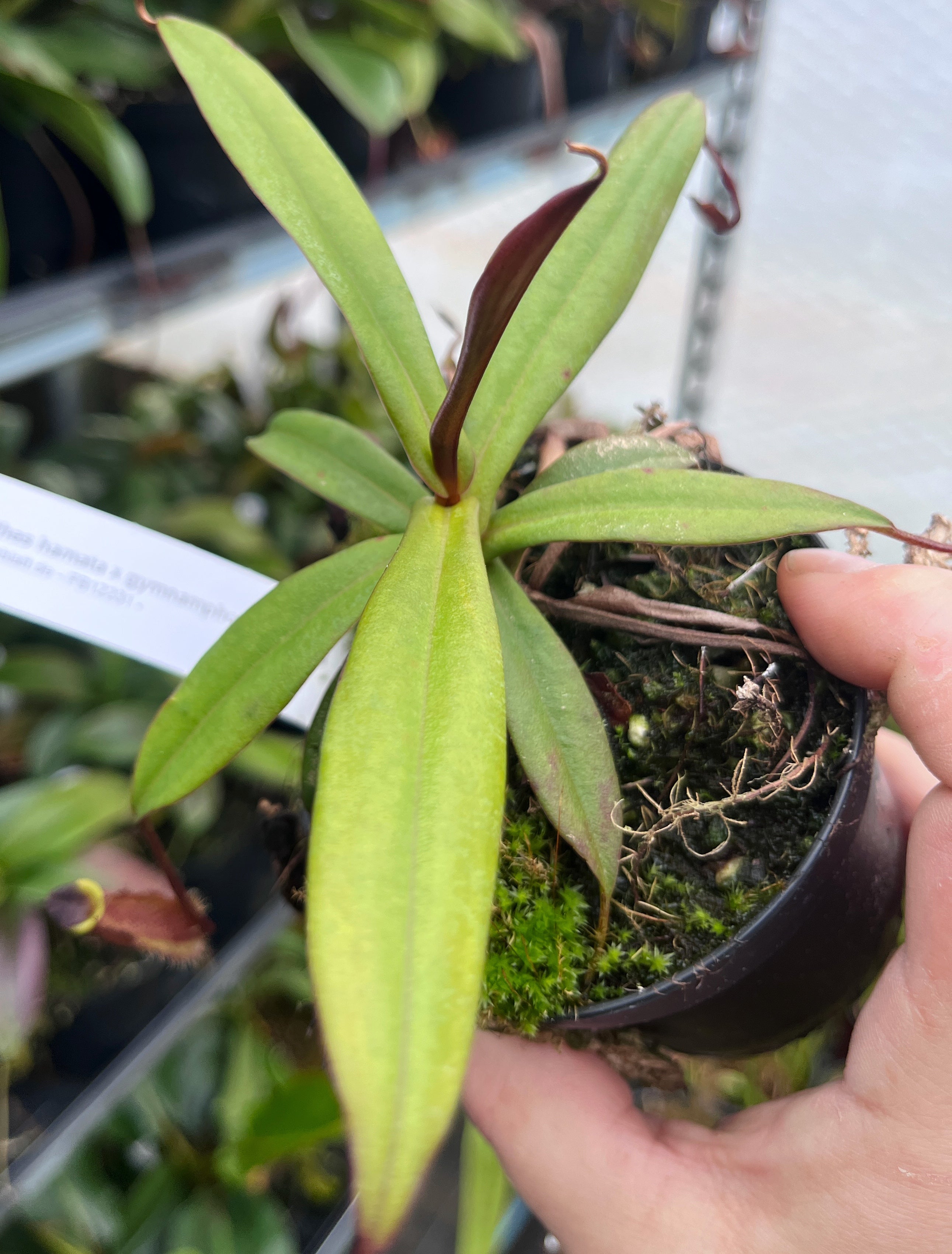 Nepenthes hamata x gymnamphora BE-4553