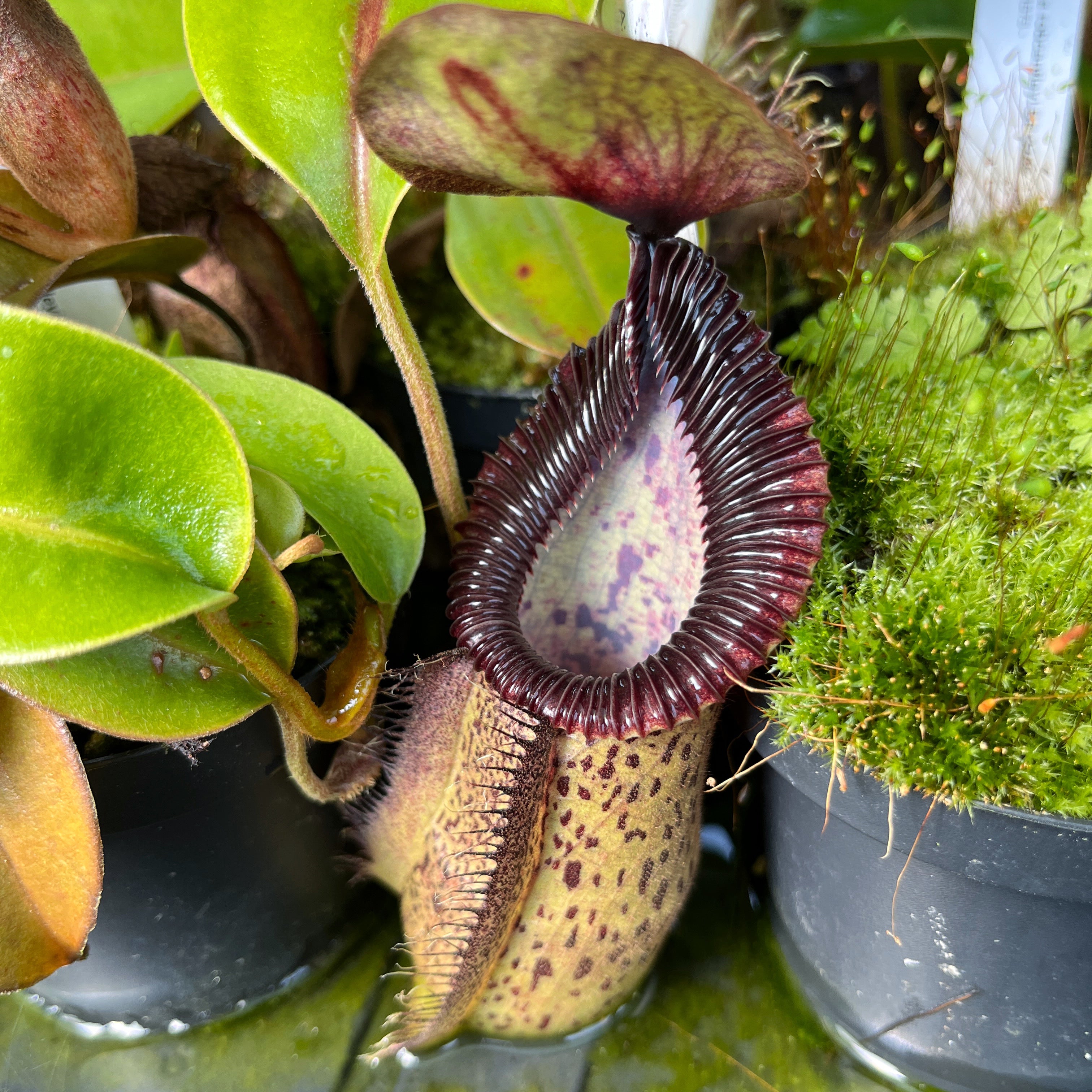 Nepenthes hamata x robcantleyi BE-3755 – Fangblatt GmbH