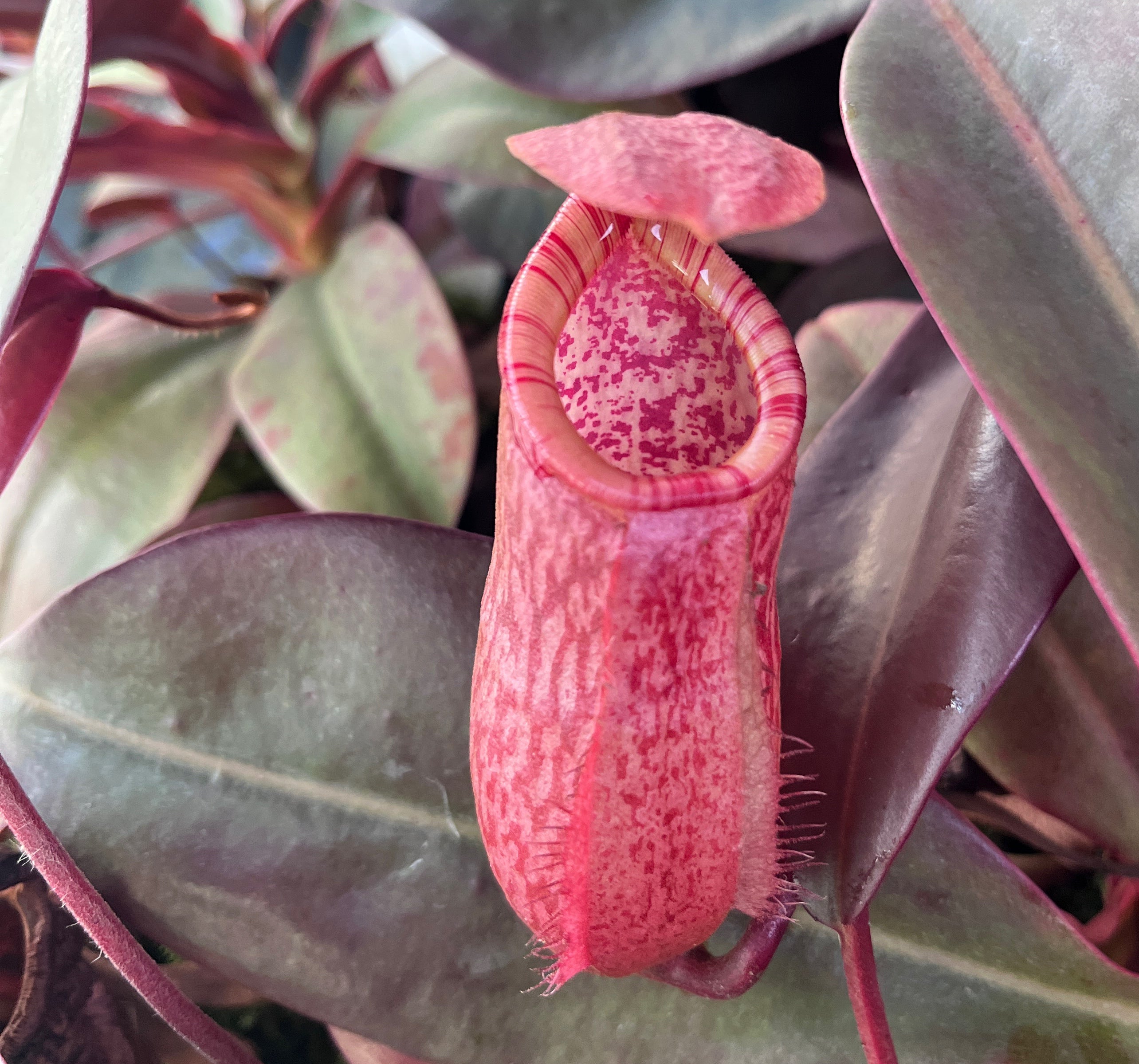 Nepenthes sibuyanensis x peltata BE-4532
