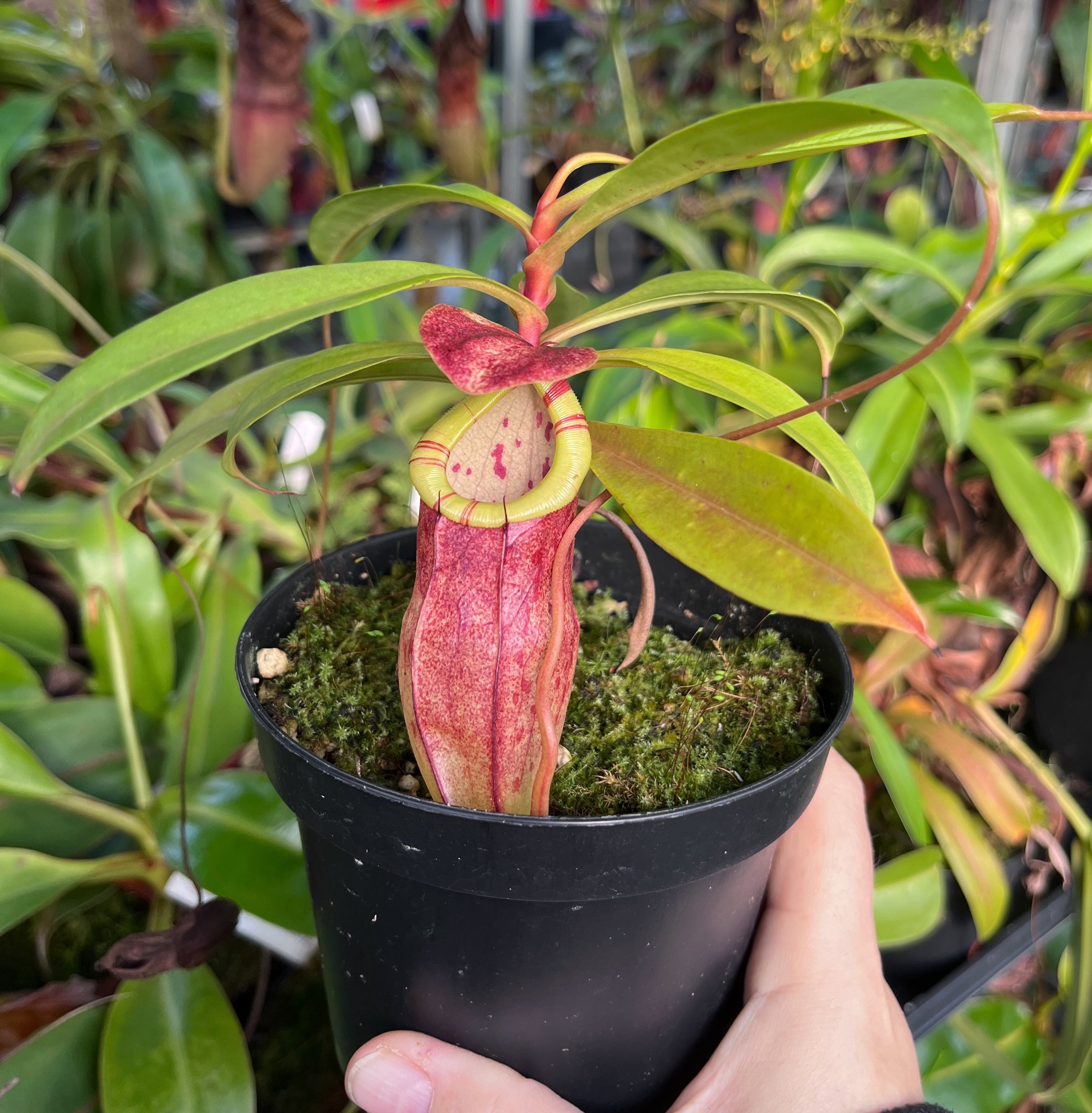 Nepenthes eustachya x tenuis BE-3971