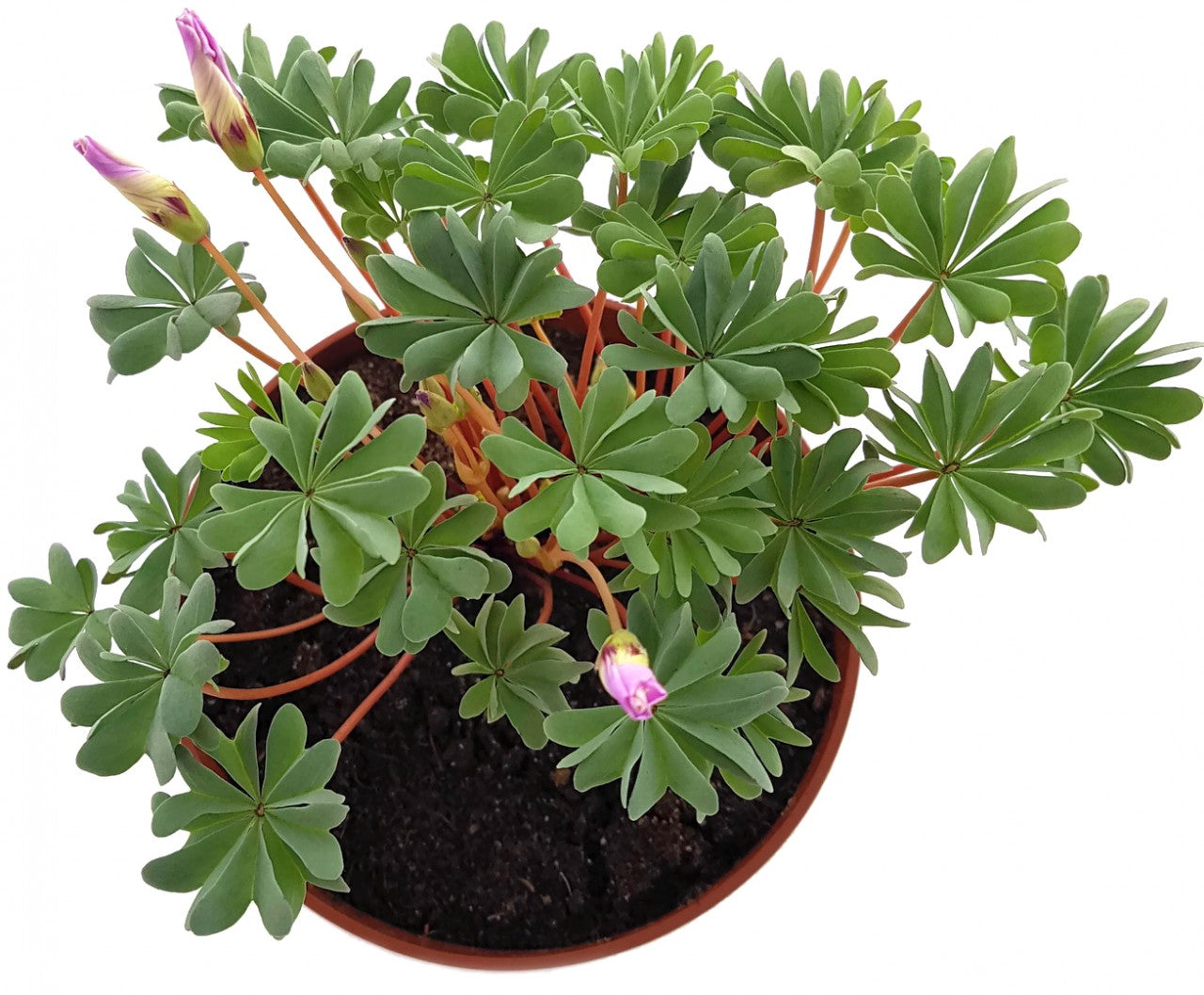 Oxalis adenophylla - drüsiger Sauerklee