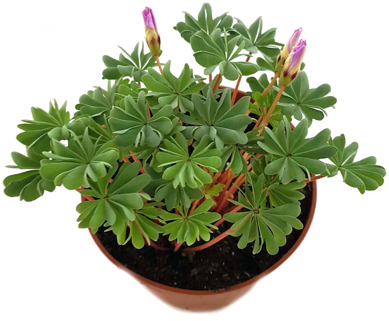 Oxalis adenophylla - drüsiger Sauerklee