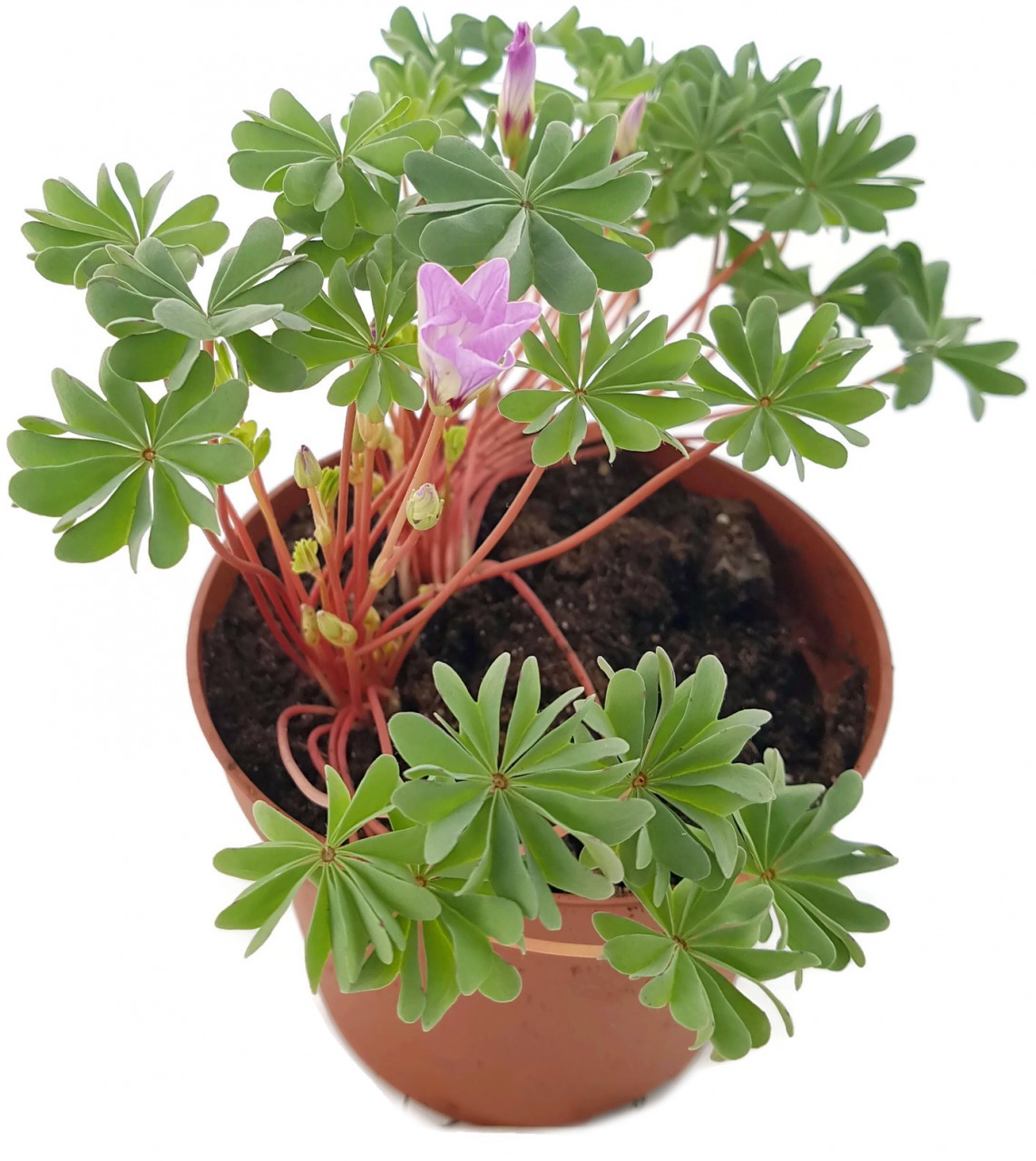 Oxalis adenophylla - drüsiger Sauerklee