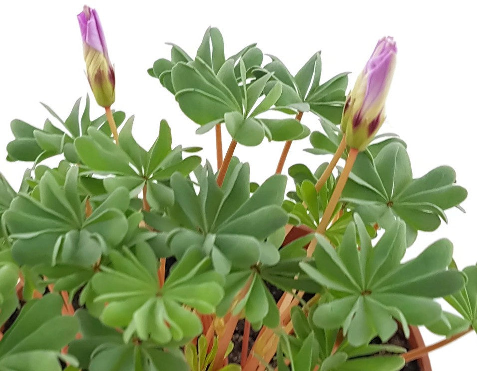 Oxalis adenophylla - drüsiger Sauerklee