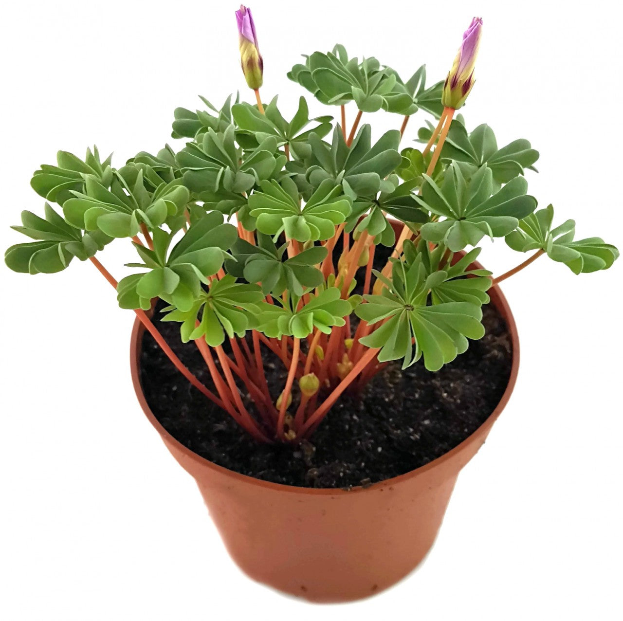 Oxalis adenophylla - drüsiger Sauerklee