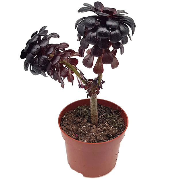Aeonium arboreum "nigrum" - schwarze kanarische Rose
