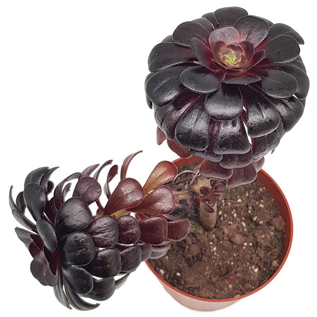 Aeonium arboreum "nigrum" - schwarze kanarische Rose
