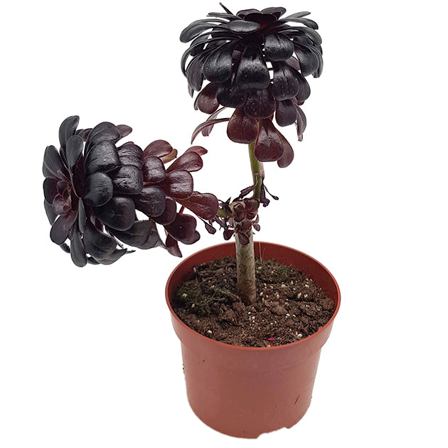 Aeonium arboreum "nigrum" - schwarze kanarische Rose