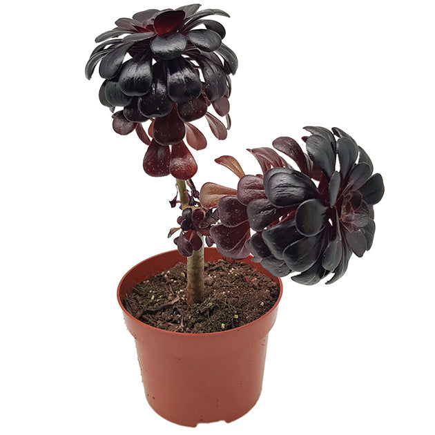 Aeonium arboreum "nigrum" - schwarze kanarische Rose