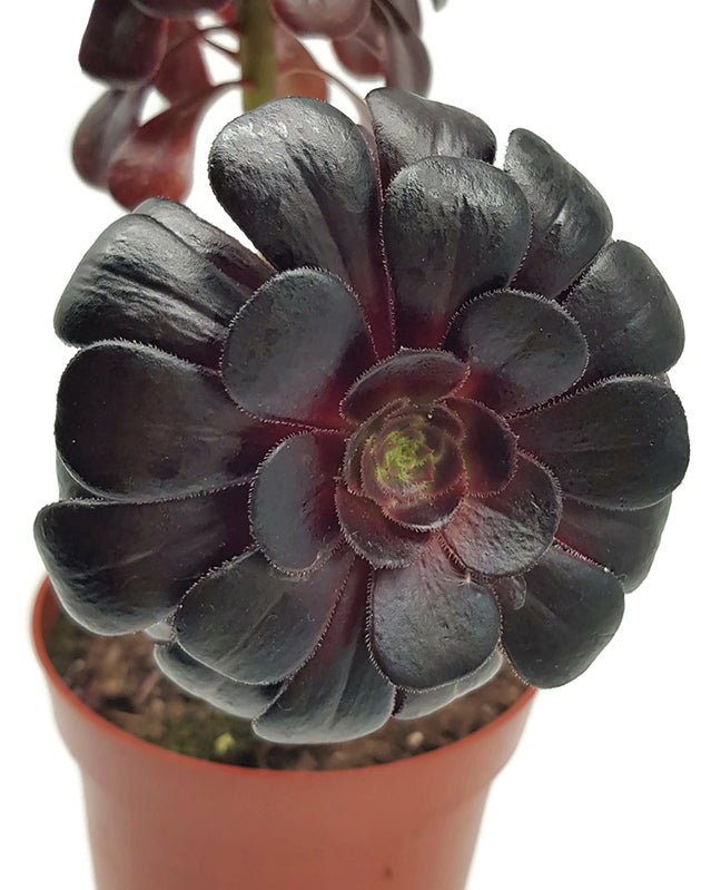 Aeonium arboreum "nigrum" - schwarze kanarische Rose