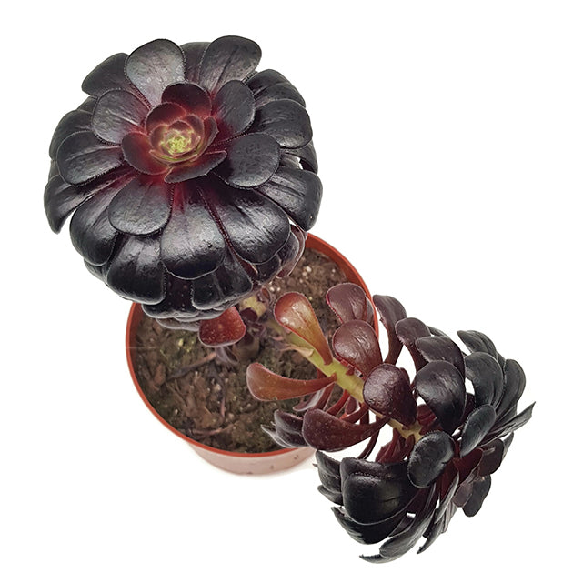 Aeonium arboreum "nigrum" - schwarze kanarische Rose
