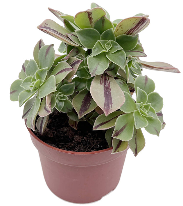 Aeonium leucoblepharum &