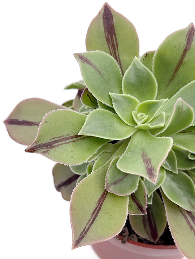Aeonium leucoblepharum &