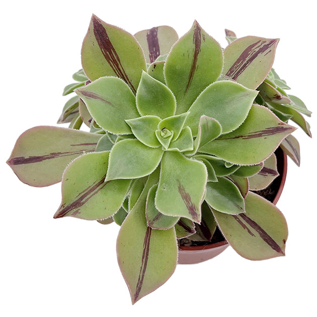 Aeonium leucoblepharum &