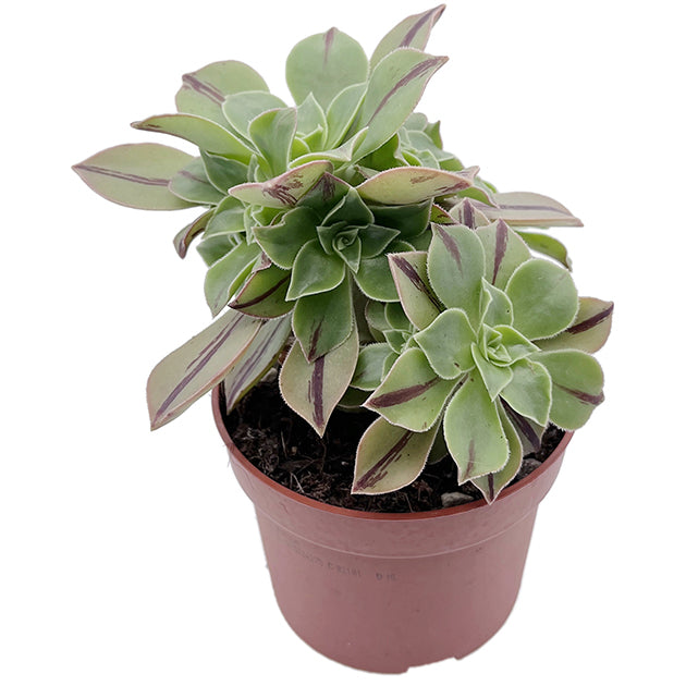 Aeonium leucoblepharum &