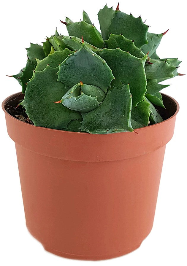 Agave potatorum - Butterfly Agave