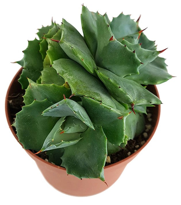 Agave potatorum - Butterfly Agave