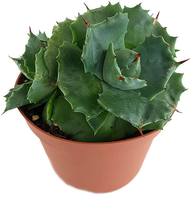 Agave potatorum - Butterfly Agave