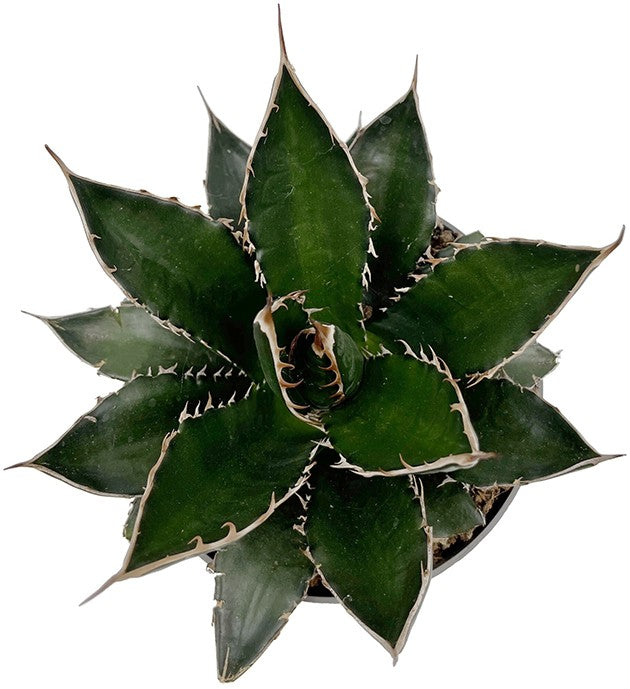 Agave titanota - Königin der Sukkulenten