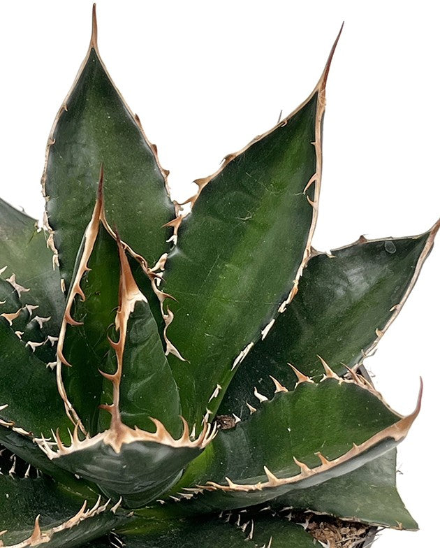 Agave titanota - Königin der Sukkulenten