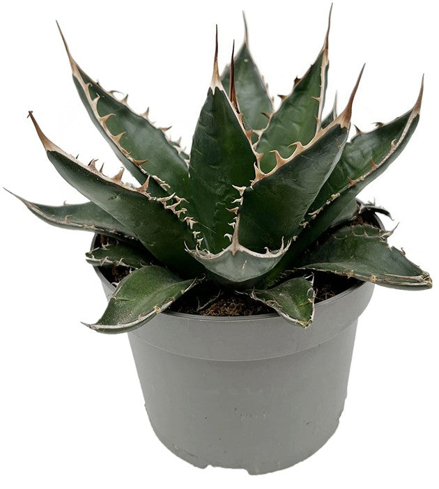 Agave titanota - Königin der Sukkulenten