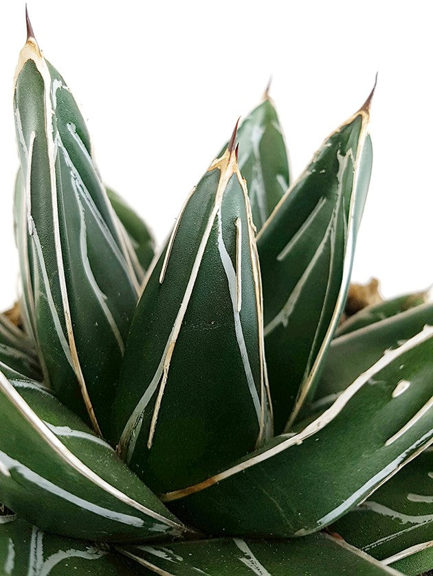 Agave victoriae reginae - Königsagave