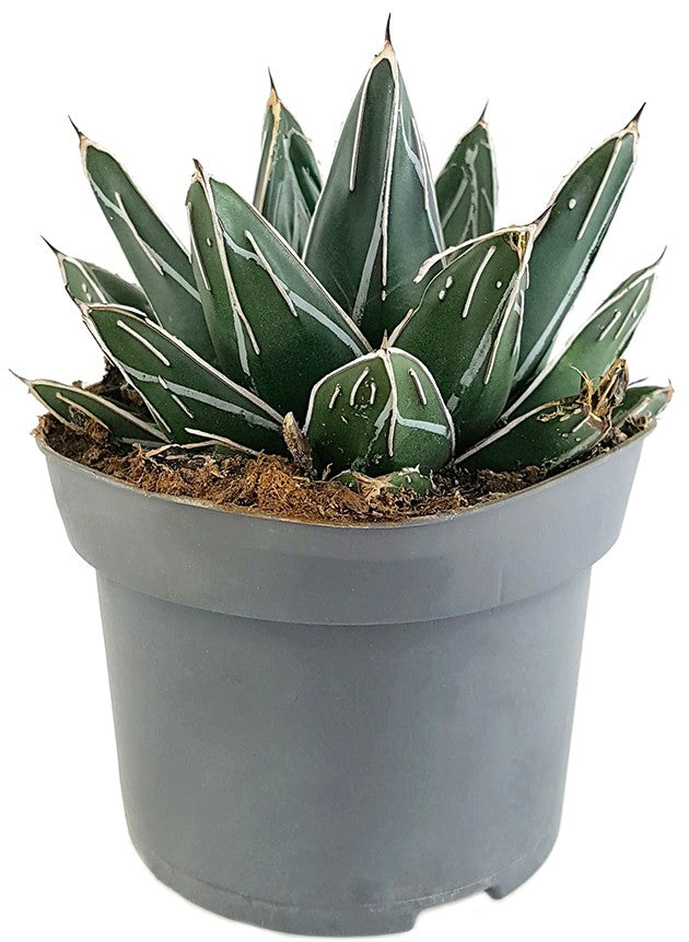 Agave victoriae reginae - Königsagave