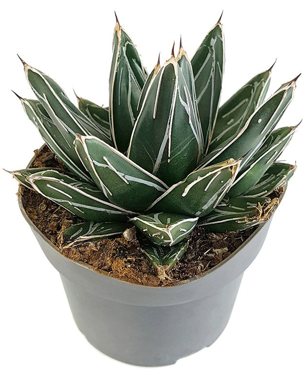 Agave victoriae reginae - Königsagave