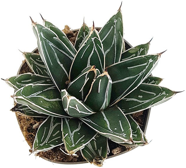 Agave victoriae reginae - Königsagave