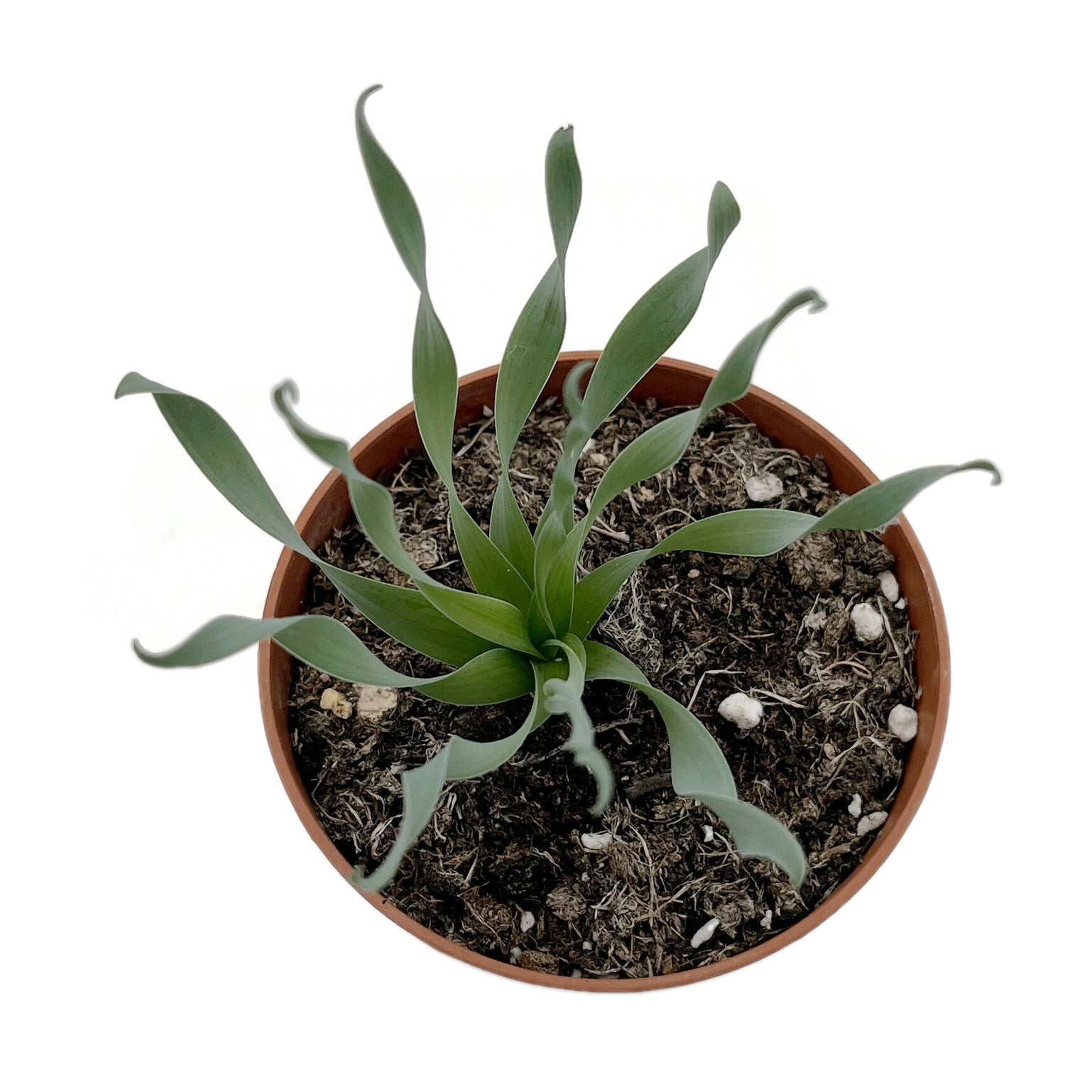 Albuca concordiana - seltenes Zwiebelgewächs