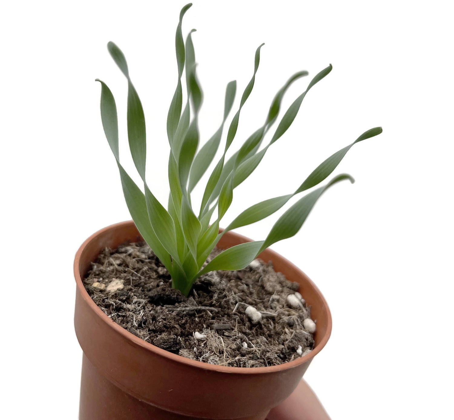 Albuca concordiana - seltenes Zwiebelgewächs