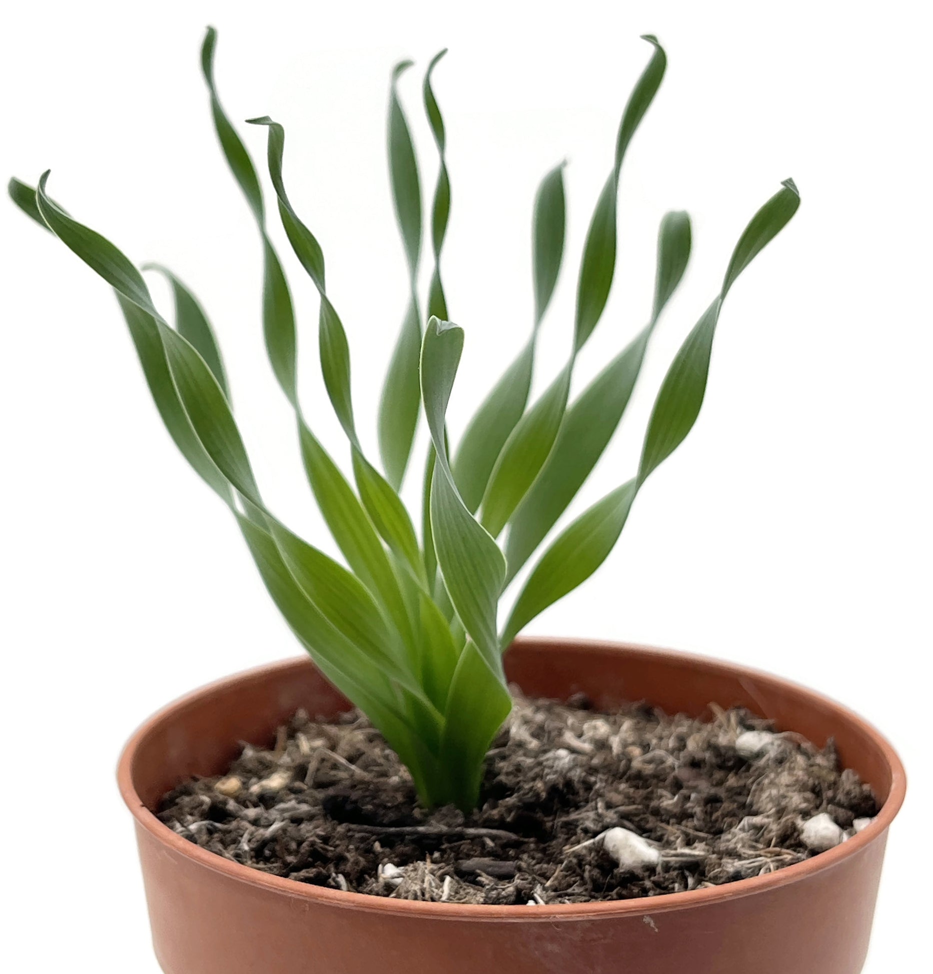 Albuca concordiana - seltenes Zwiebelgewächs