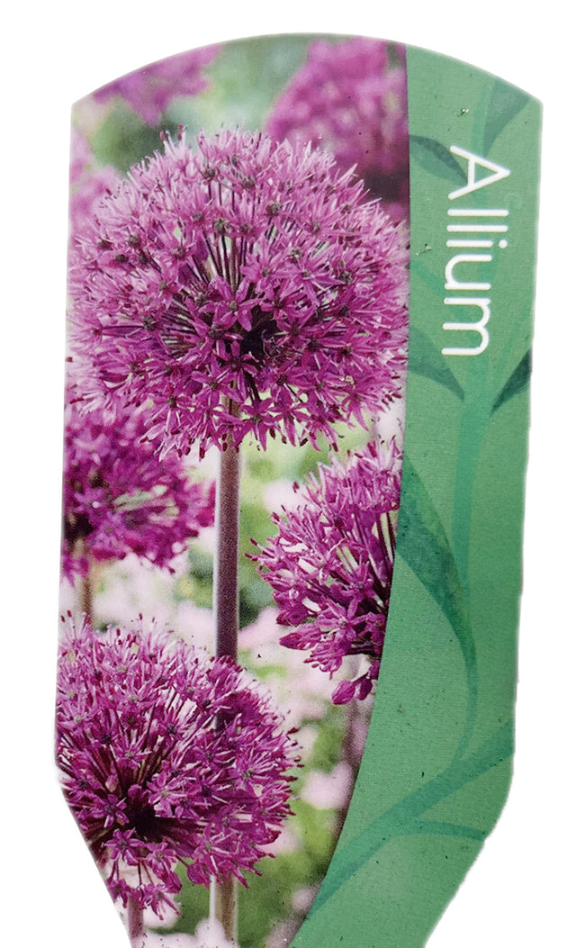 Allium "Ostara" - wundervoller Zierlauch