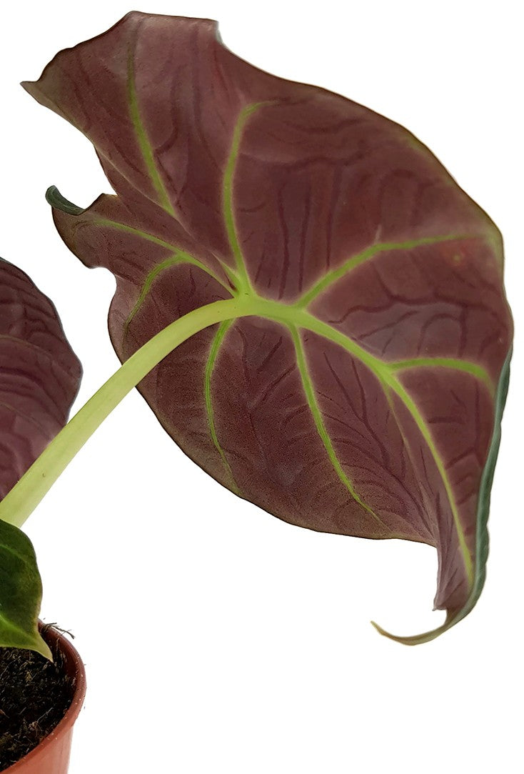 Alocasia reginula "Black Velvet" - schwarzes Pfeilblatt