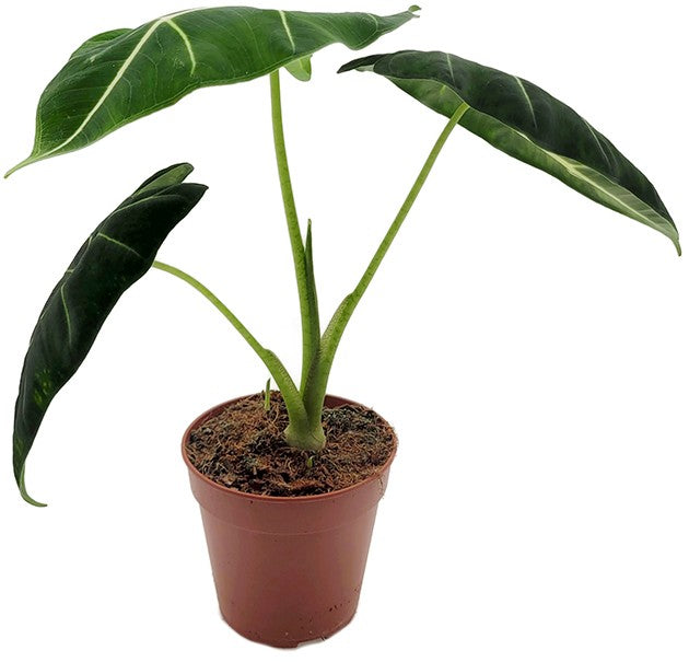 Alocasia frydek - stilvolle Grünpflanze