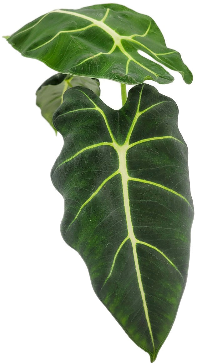 Alocasia frydek - stilvolle Grünpflanze