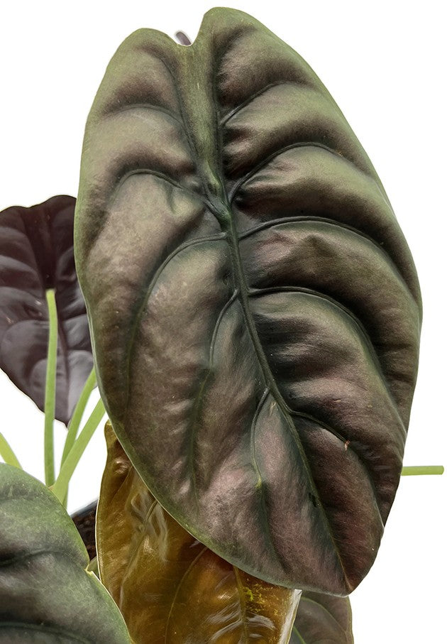 Alocasia "Red Secret" - metallisches Pfeilblatt