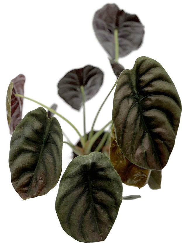 Alocasia "Red Secret" - metallisches Pfeilblatt