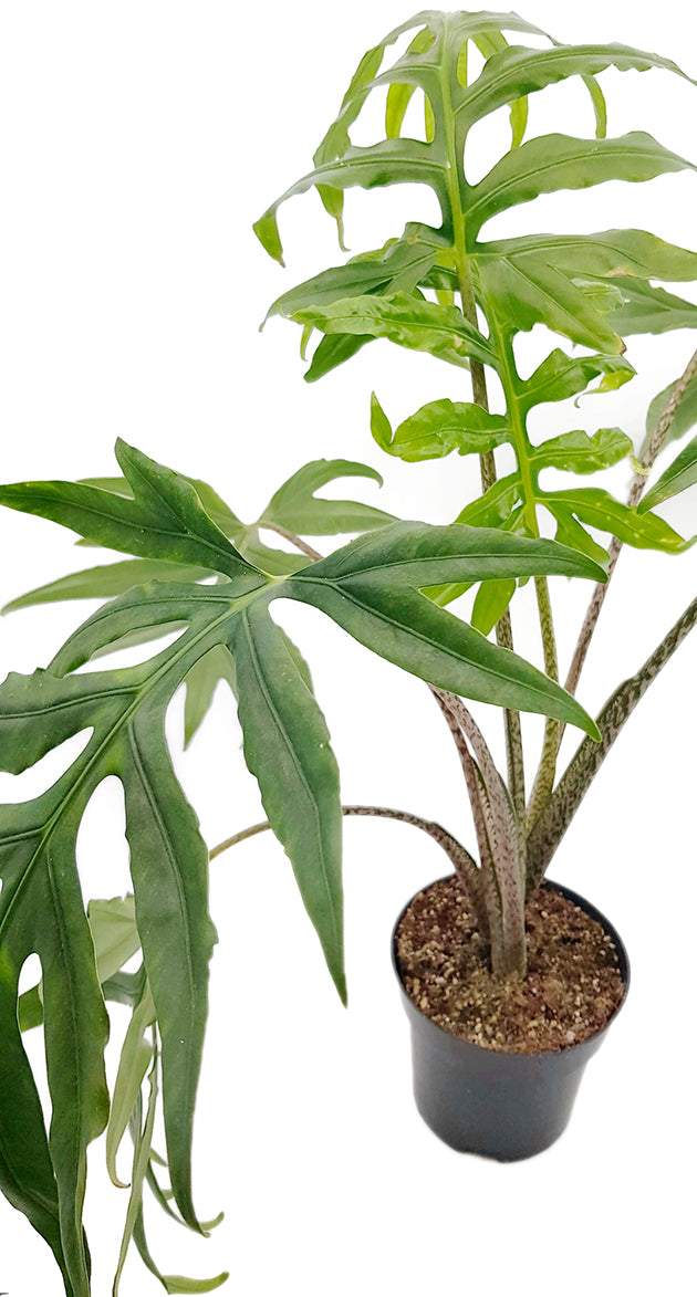 Alocasia brancifolia &