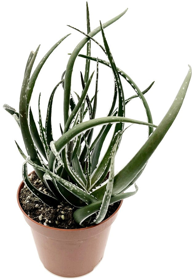 Aloe "Maidu" - lebendige Sukkulente