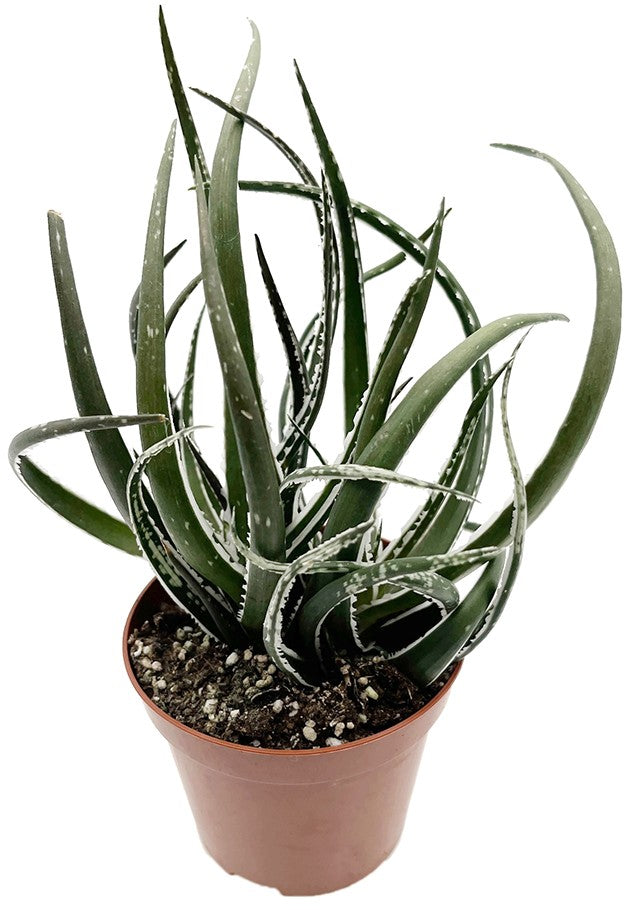 Aloe "Maidu" - lebendige Sukkulente