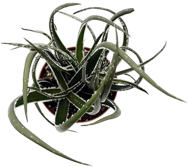 Aloe "Maidu" - lebendige Sukkulente
