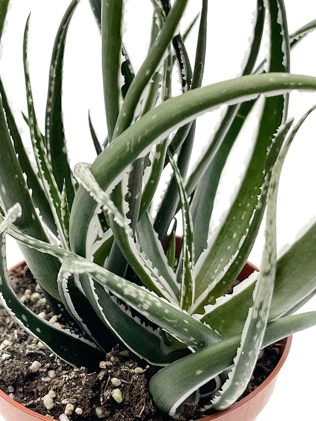 Aloe "Maidu" - lebendige Sukkulente